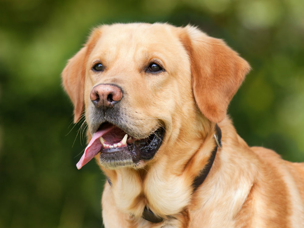 Dog ate clearance beef jerky