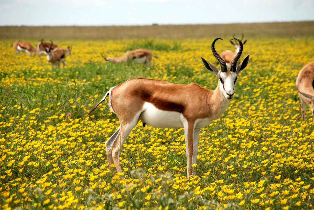 antelope2