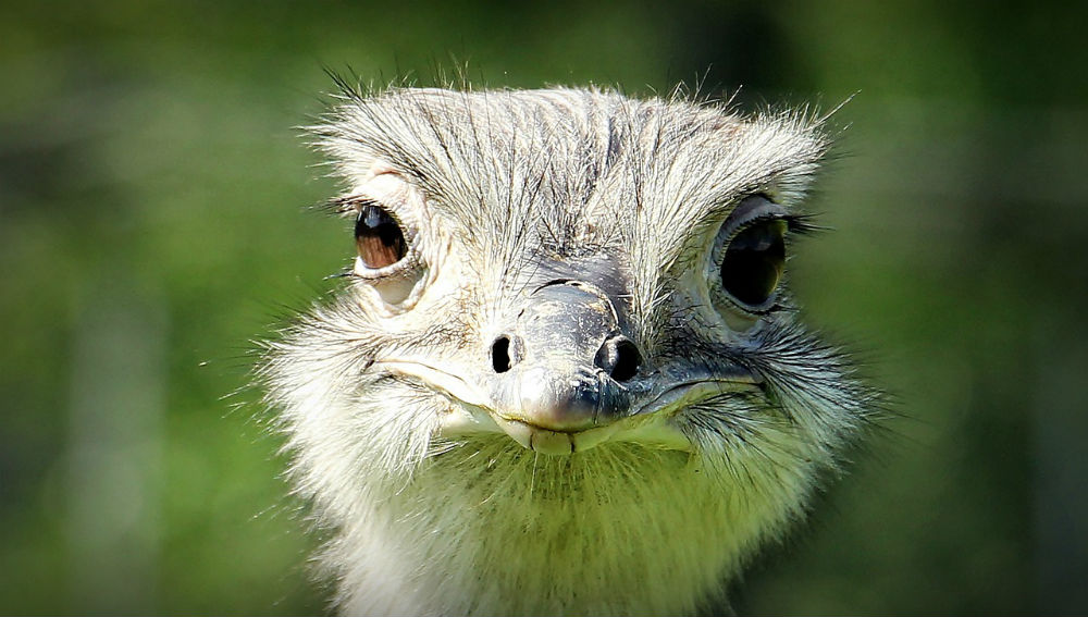 ostrich2