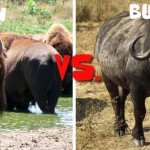 Difference in Buffalo and Bison