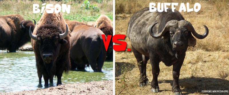 Bison vs Buffalo: 6 Key Differences - AZ Animals