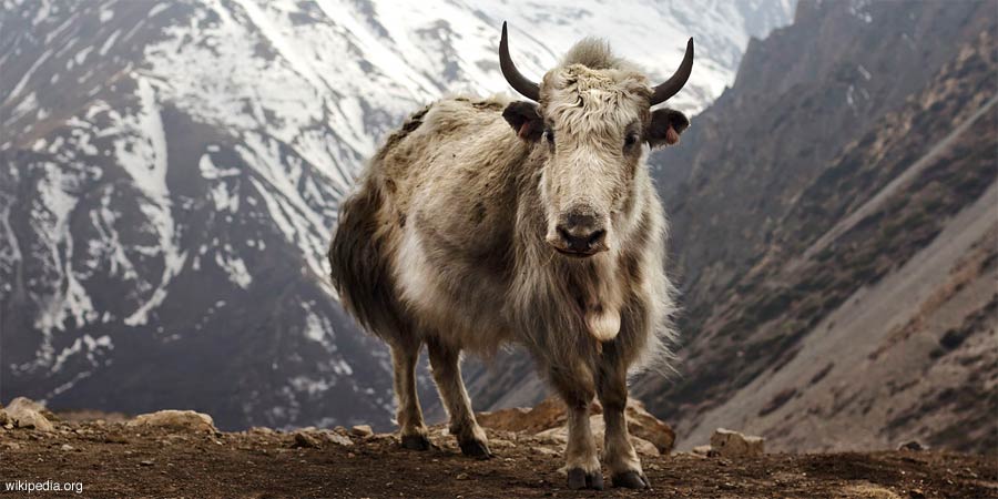 Tibetan Yak