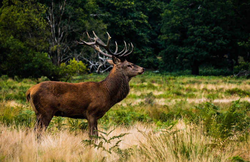 Perfect Jerky for Hunting Season