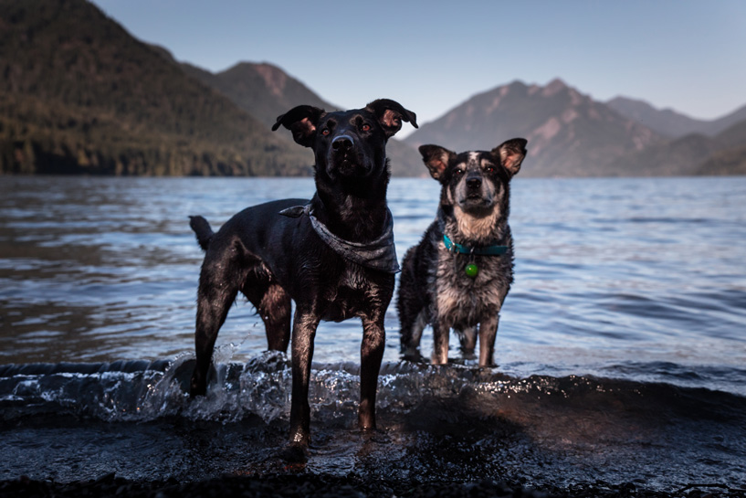 Dogs and beef outlet jerky