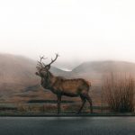 Make the Best Deer Jerky This Hunting Season