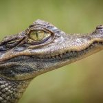 The Exotic Jerky Series: Alligator Jerky