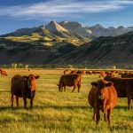 Free-Range Grass-Fed Meat: Facts & Sustainability