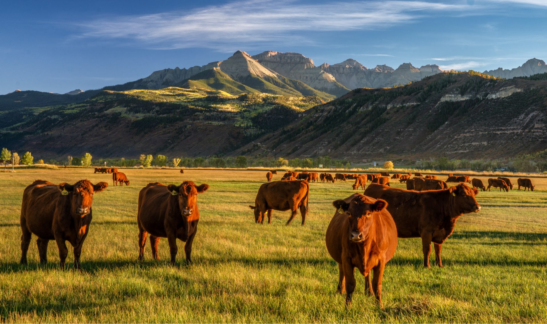 Free-Range Grass-Fed Meat: Facts & Sustainability - Mountain America Jerky