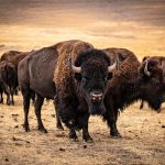Bison Jerky History: From Indigenous Tribes to Today