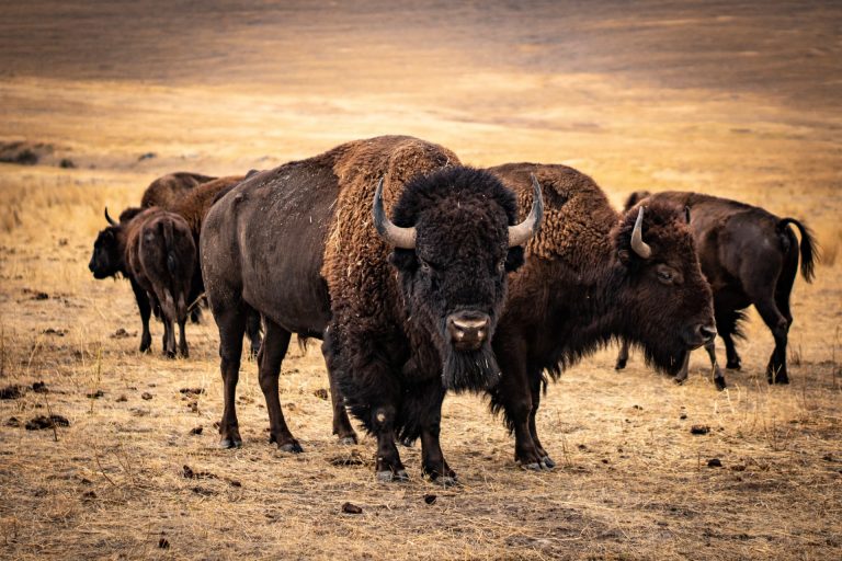 Bison Jerky History: From Indigenous Tribes To Today - Mountain America ...