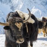 Tibetan Yak Jerky: An Exotic Jerky for People Around the World