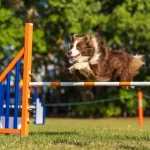 Dog Training Treats for the UpDog International Finals